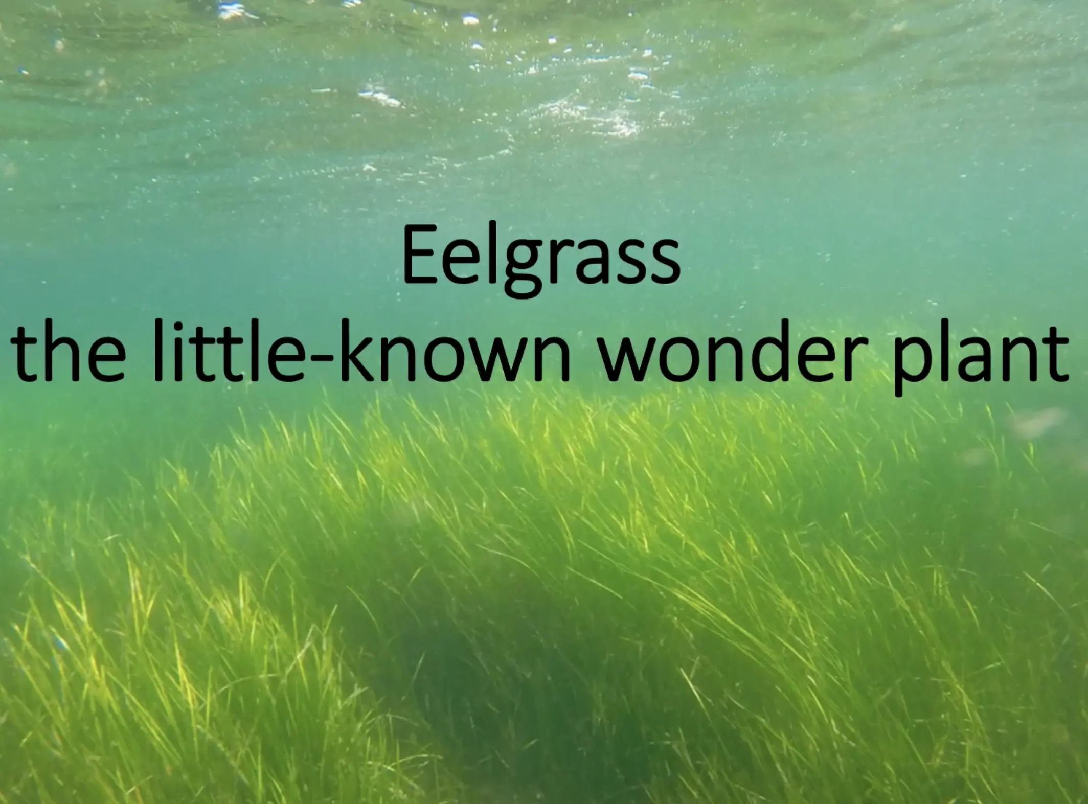 Title card with eelgrass in the background, saying Eelgrass the little known wonder plant