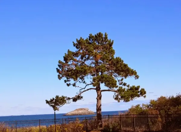 Arbor Day conifer by Vatek