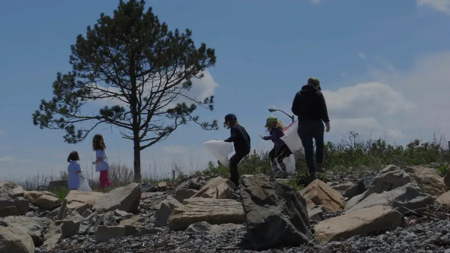 People holding bags cleaning up the boulders on nahant's short beach dunes