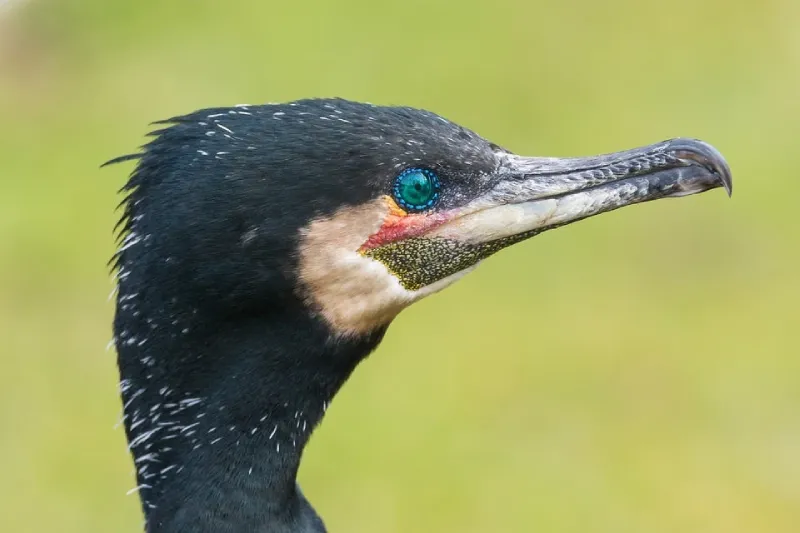 A close up photo of a cormorant