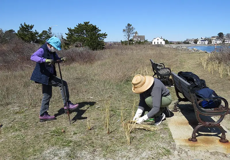 SWIM volunteers planting dune grass. Photo by Vi Patek.