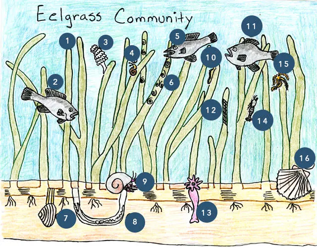 Eelgrass Drawing by Tracy O'Shea