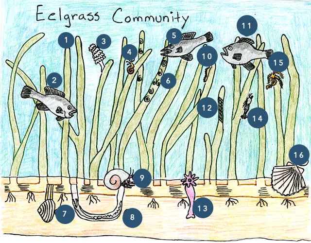 Eelgrass Drawing by Tracy O'Shea