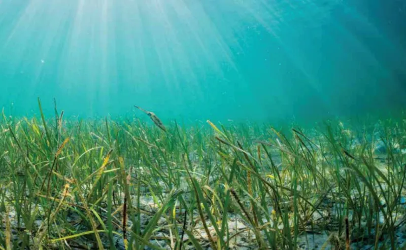 Underwater photo of eelgrass
