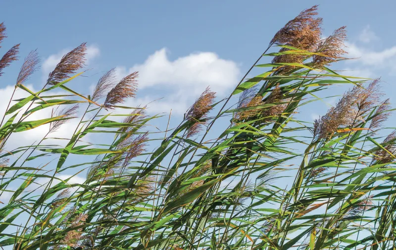 Invasive plants