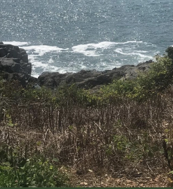Lodge park knotweed removal, dead and removed knotweed with the cliff and ocean in the background