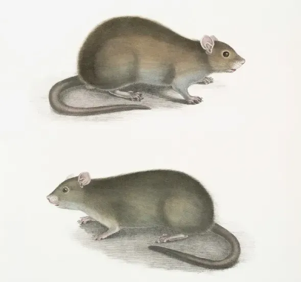 Drawing of mice