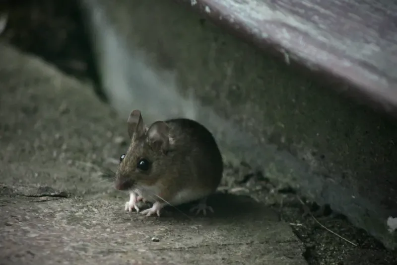 A rat in an urban setting
