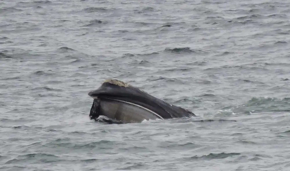Bill Ludke's photo of a right whale off the coast of Nahant