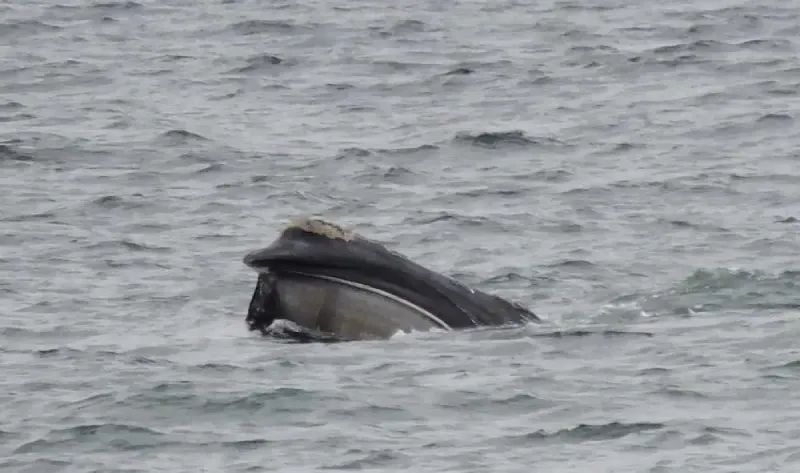 Bill Ludke's photo of a right whale off the coast of Nahant
