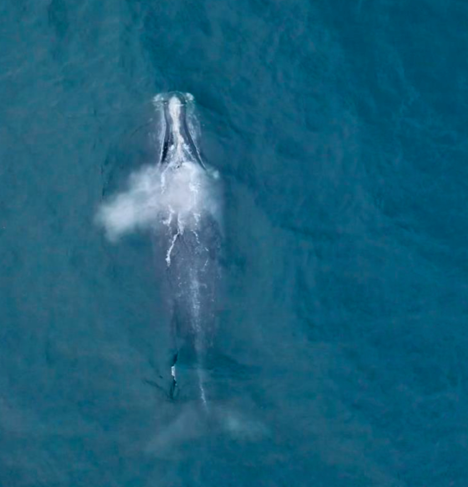 A North Atlantic Right Whale off the coast of Nahant. Photo by Skylar Tibbits.