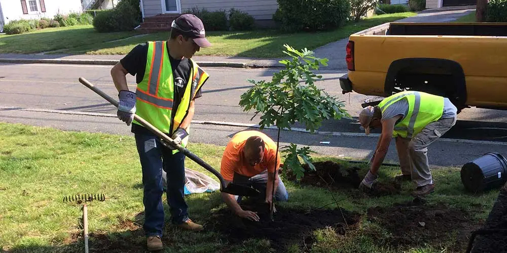 Nahant DPW employees plant a Scholar Tree in Marjoram Park
