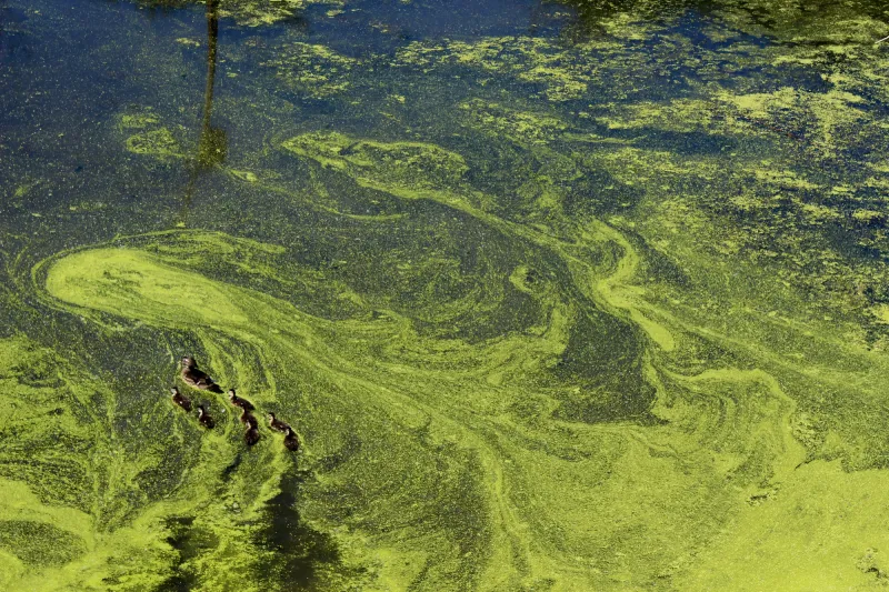 Algae floats on a lake